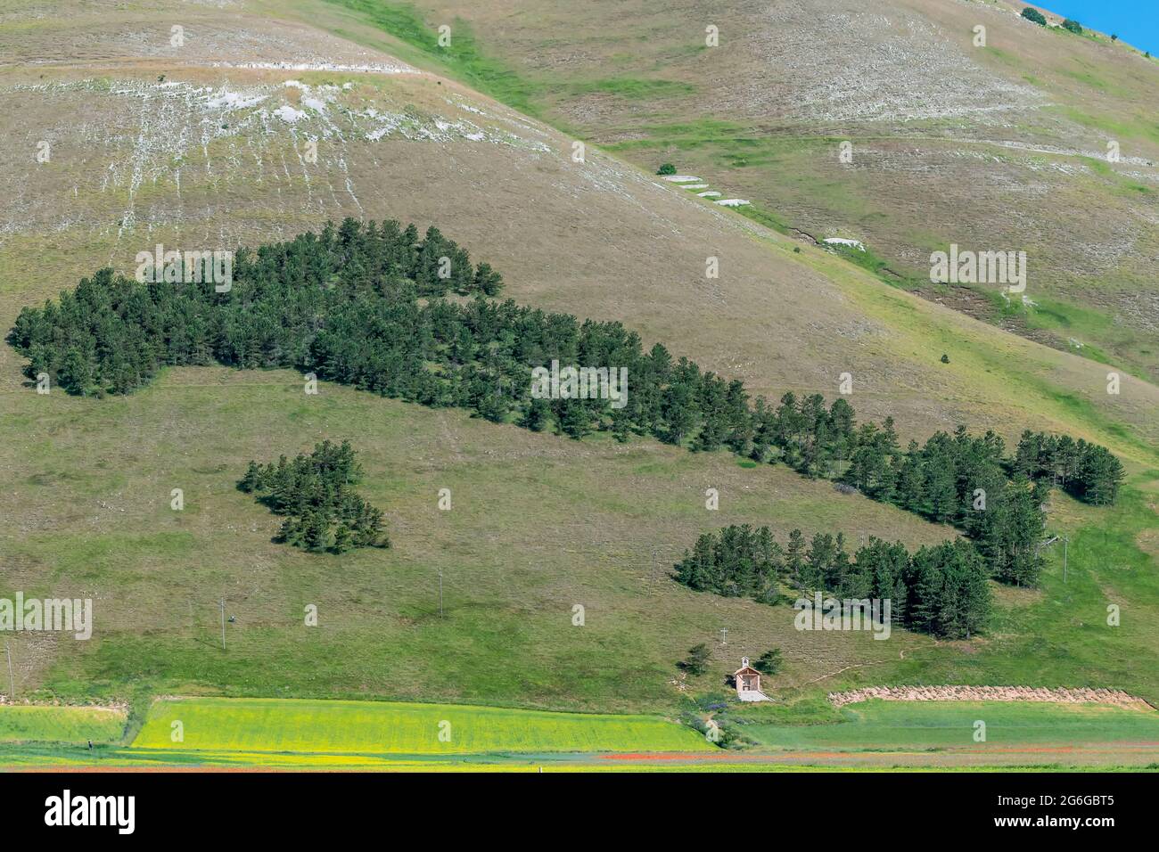Der Nadelwald mit der Form Italiens in Castelluccio di Norcia, Umbrien, in der Zeit der Sommerblüte Stockfoto