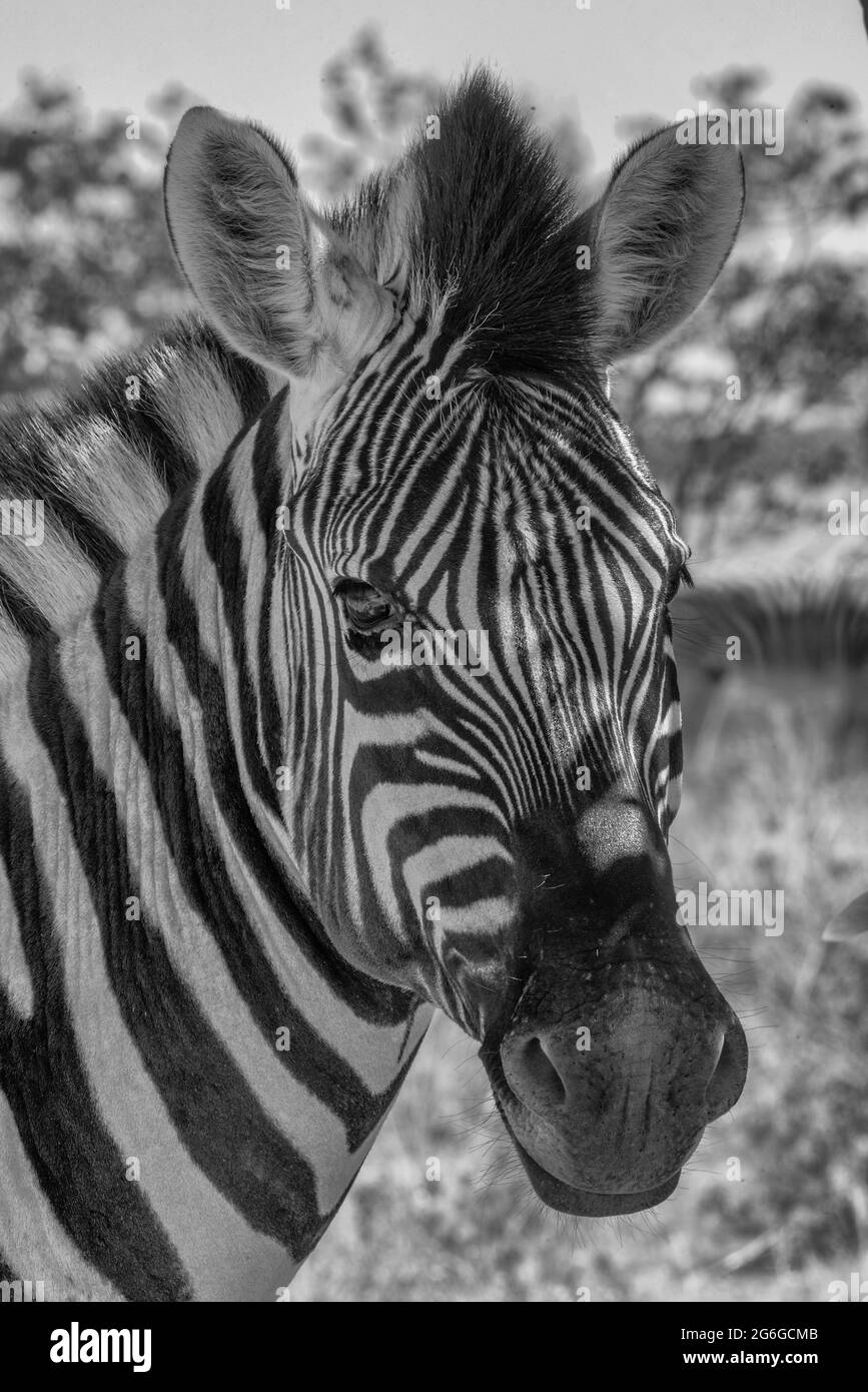 Nahaufnahme des wunderschönen Zebrakopfes, botswana, botswana Stockfoto
