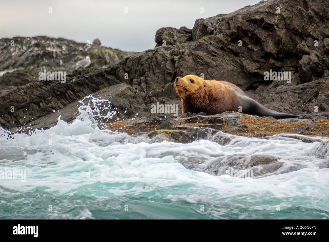 Steller Seelöwe auf einem Felsen in Tofino, Vancouver Island, British Columbia, Kanada Stockfoto