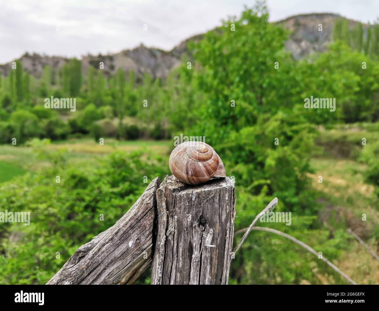 Schnecke auf dem Brett. Hintergrund im Hintergrund. Stockfoto