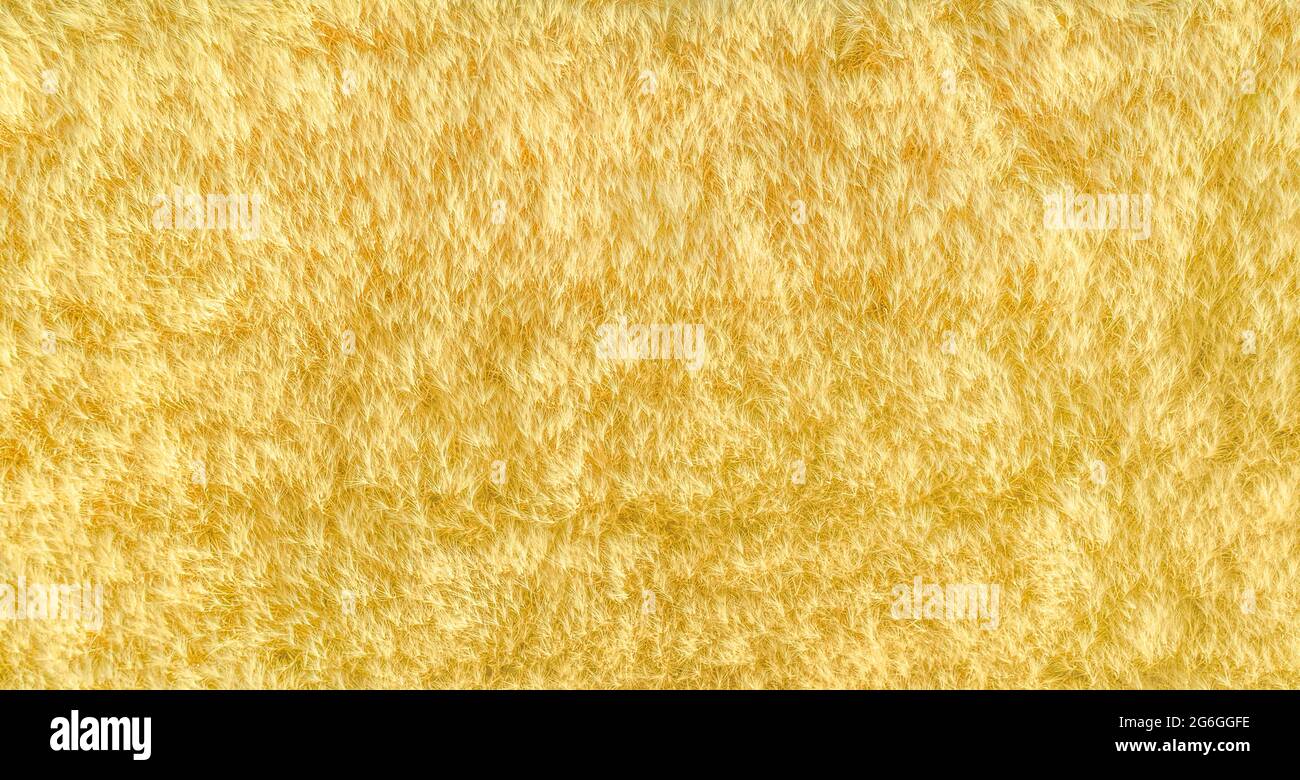 Reife gelbe Getreide in einem Feld, Draufsicht Drohne Panorama Stockfoto