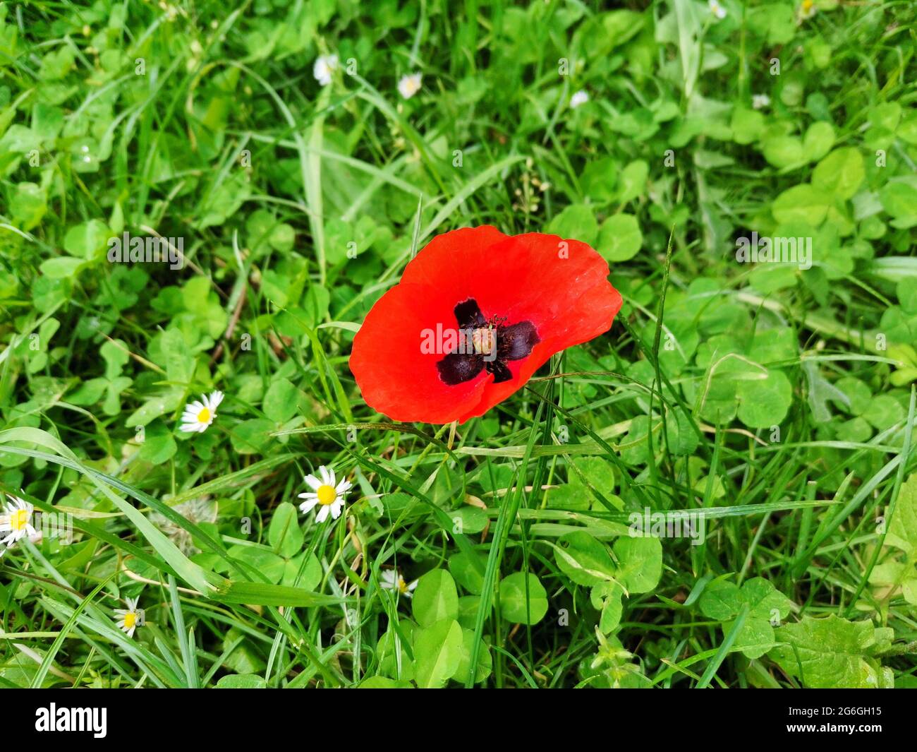 Mohnblume, Blumengarten. Natur. Stockfoto