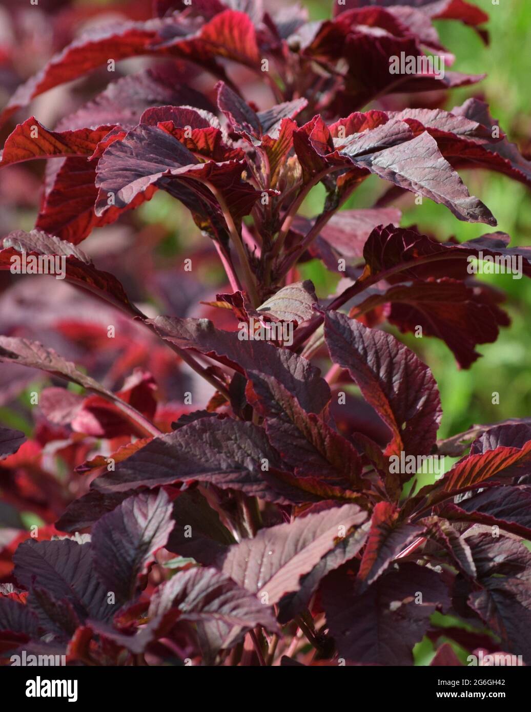 Roter Gemüse-Amaranth auf einem Feld Stockfoto