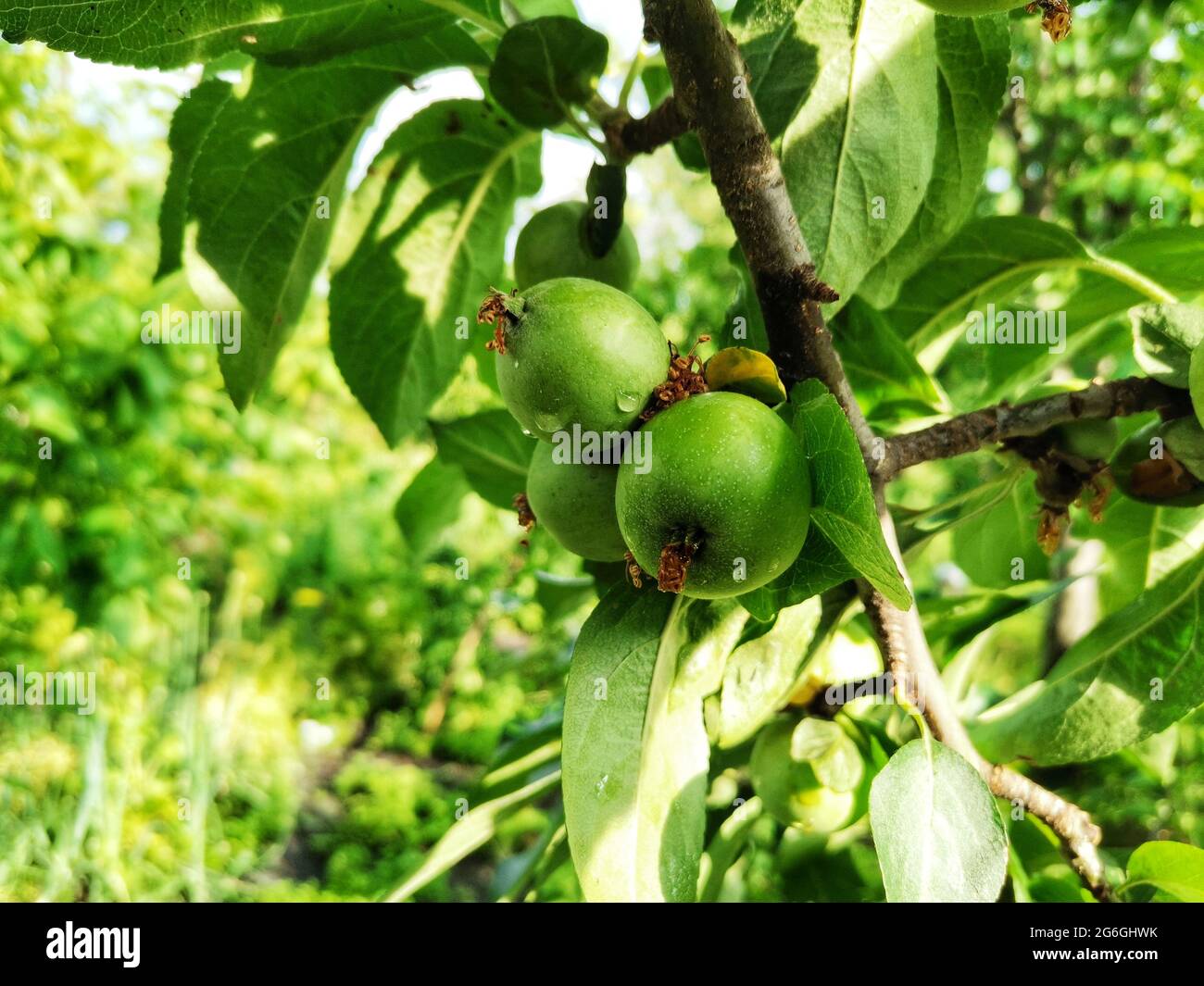 Kleiner apfelbaum isoliert Fotos und Bildmaterial in hoher Auflösung