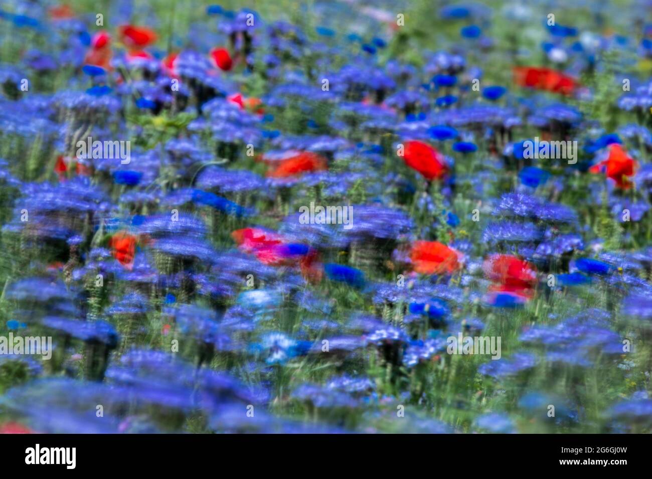 Mlachow, Deutschland. Juli 2021. Blau-violett blühende Phazelien (getuftete  Schönheit) und Mohnblumen wiegen im Wind auf der Ostseeinsel Poel. Phacelia  ist vor allem für Bienen eine wertvolle Nahrungsquelle, weshalb die Bauern  die blühenden
