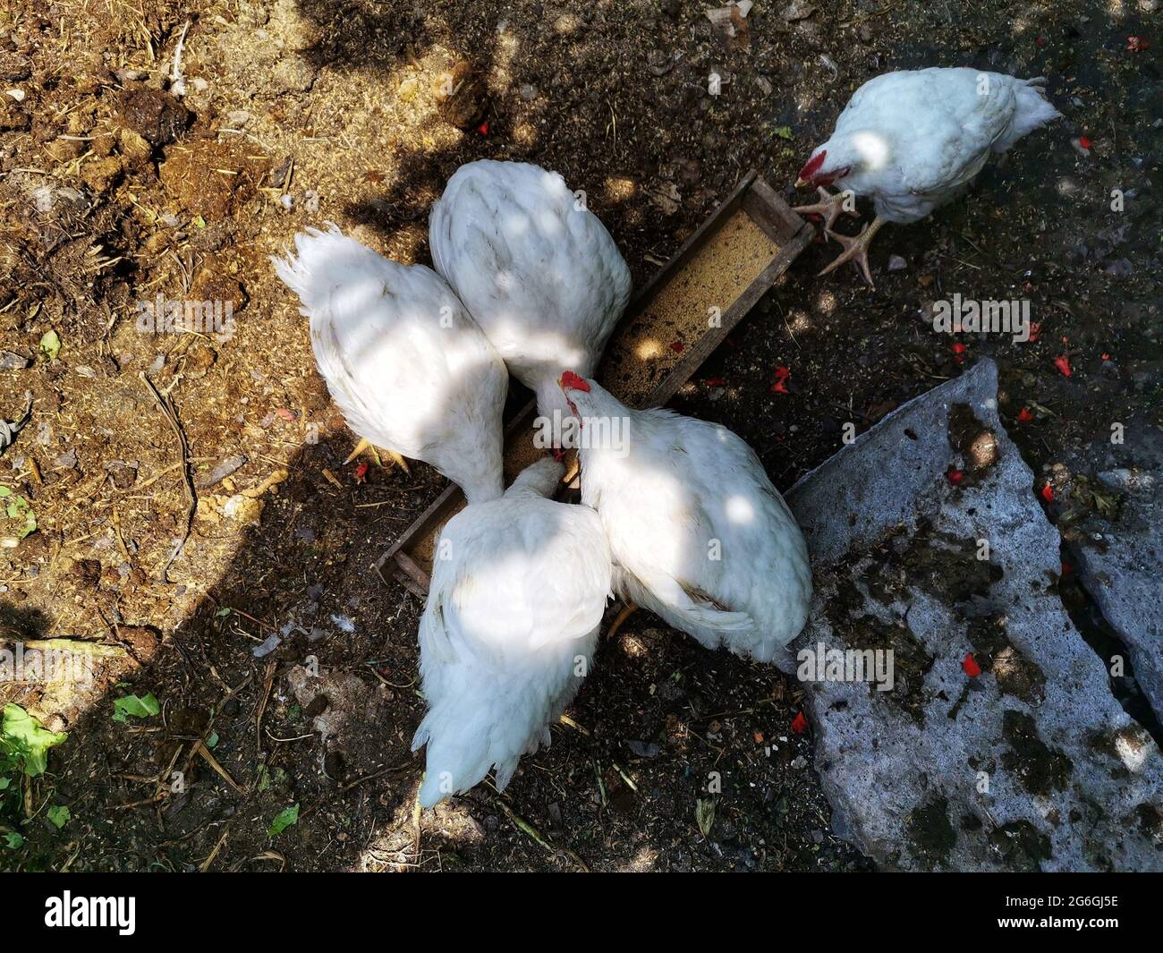 Essen von weißen Hühnern. Geflügel. Kleine Tiere im Garten. Stockfoto