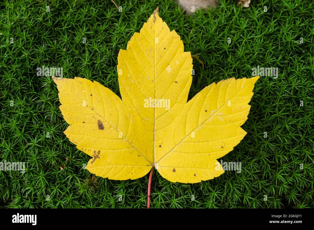 Gelbes Ahornblatt, Acer Pseudoplatanus, farbenprächtiges Blatt auf Grünmoos im Wald während der Herbstsaison im Wald, Deutschland, Europa Stockfoto