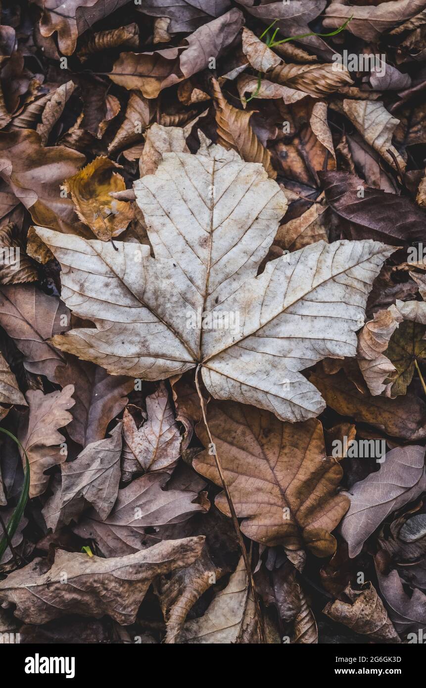 Trockenes Ahornblatt, Acer Pseudoplatanus, bunte Blätter im Wald während der Herbstsaison im Wald, Deutschland, Europa Stockfoto