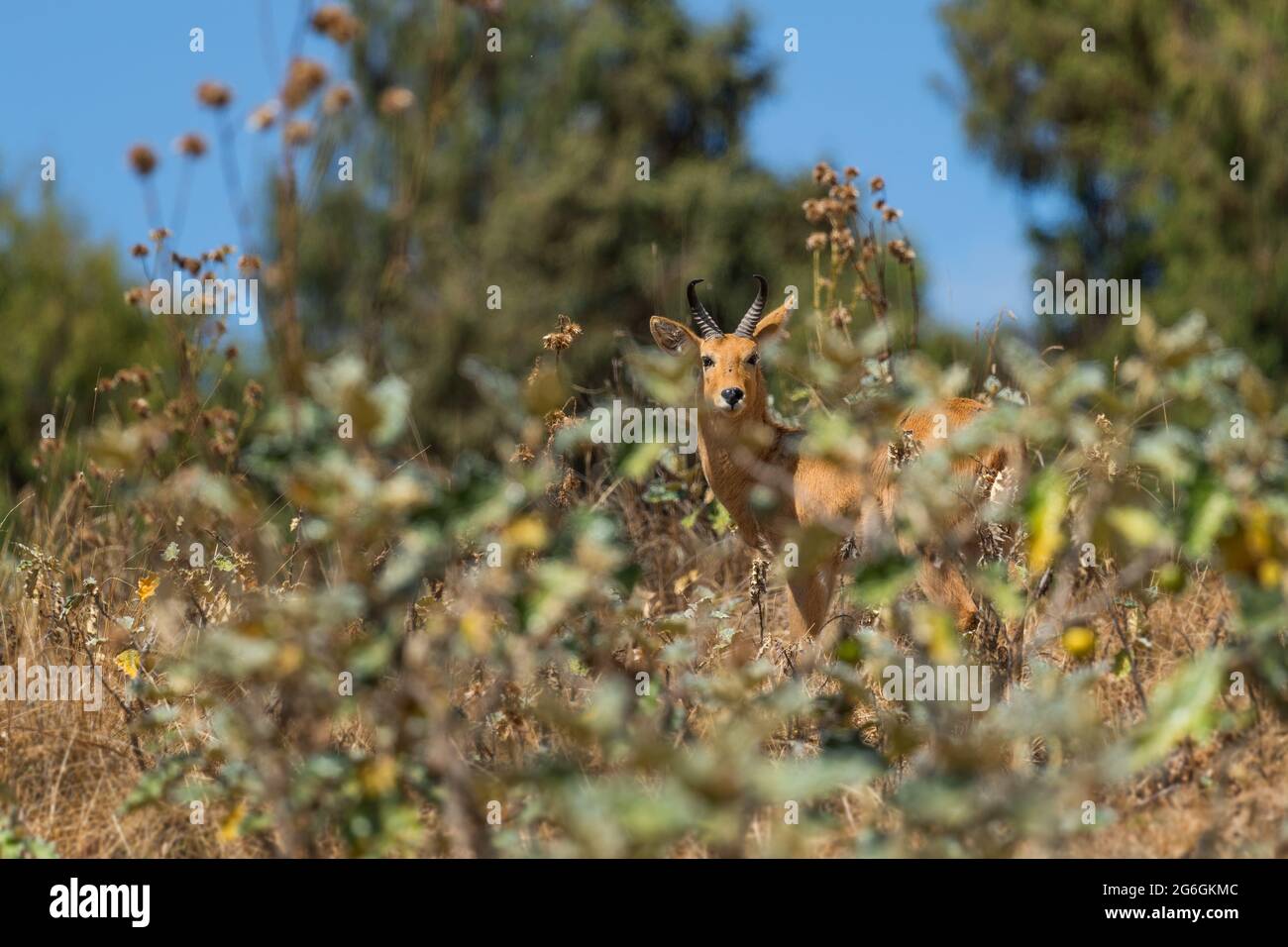 Eastern Bohor Reedbuck - Redunca redunca bohor, schöne schüchterne Antilope, die in äthiopischen Bergen, Bale-Bergen, Äthiopien endemisch ist. Stockfoto