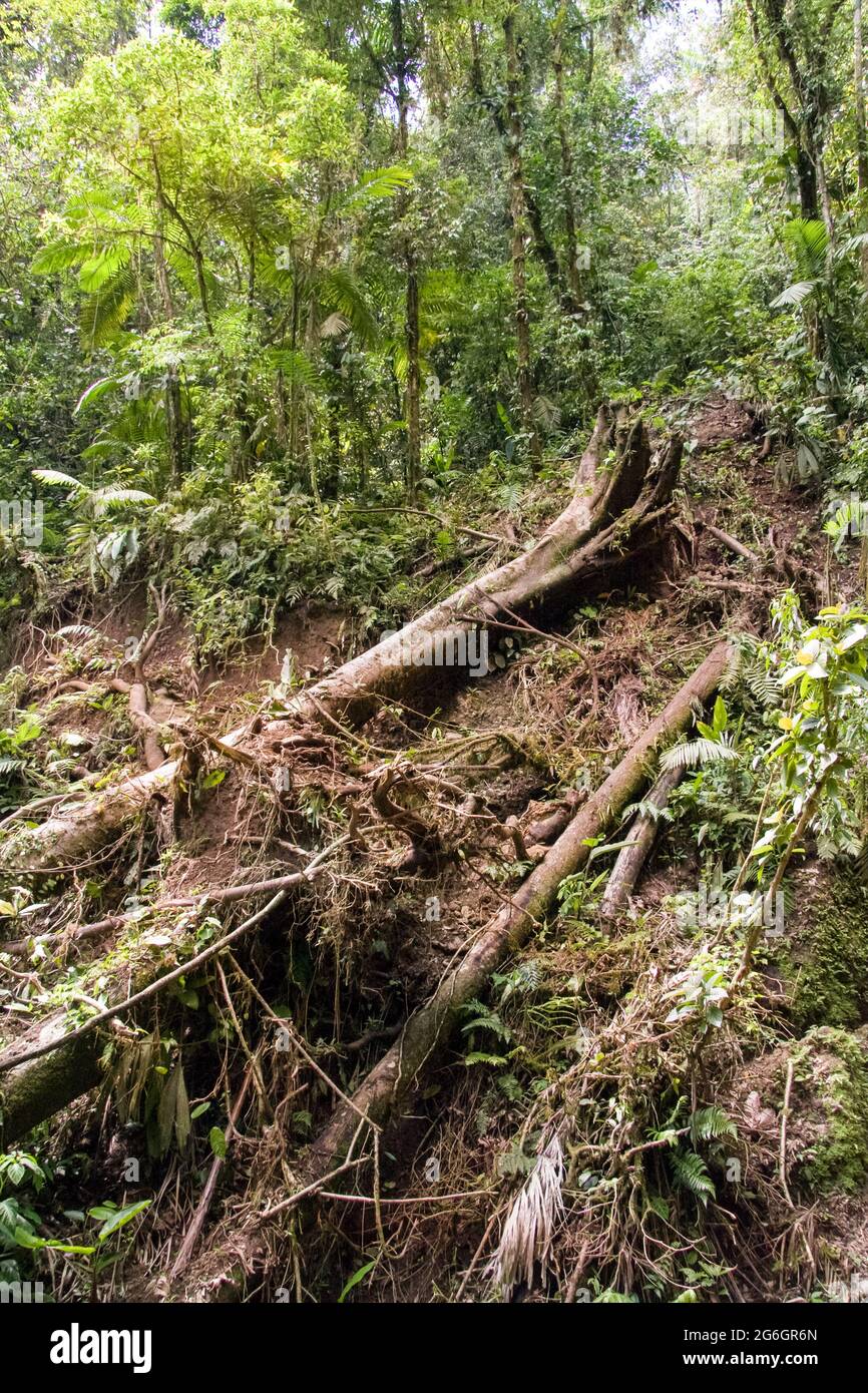 Umgestürzte Bäume nach starkem Regen und Korrosion, Bioschutzgebiet Monteverde Cloud Forest, Costa Rica Stockfoto