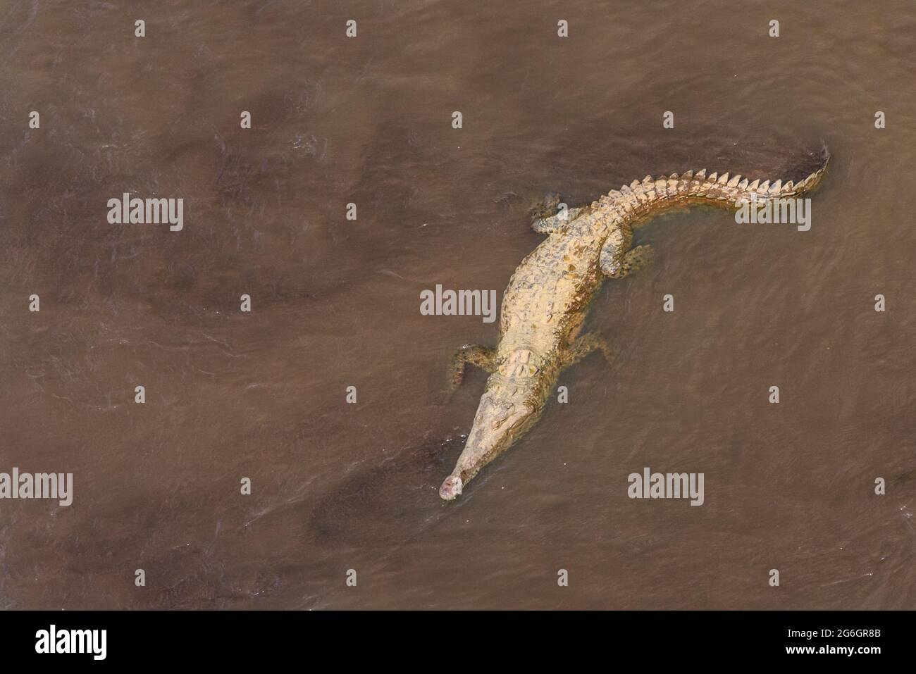 Amerikanisches Krokodil (Crocodylus acutus) von oben, Schwimmen, Rio Grande Tárcoles, Costa Rica Stockfoto