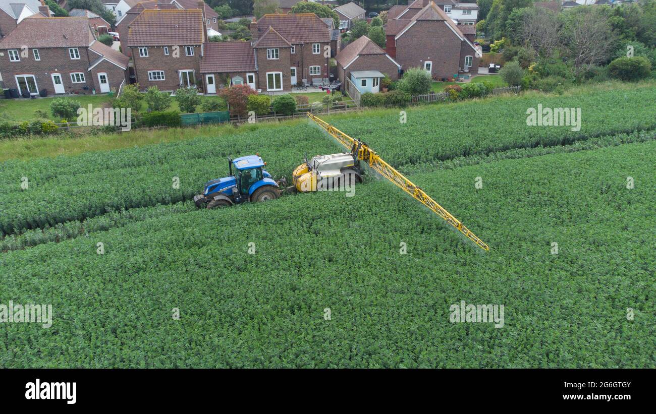 Luftbild des blauen New Holland Traktors und des Feldspritzers in einem Feld von Frühlingsbohnen Stockfoto