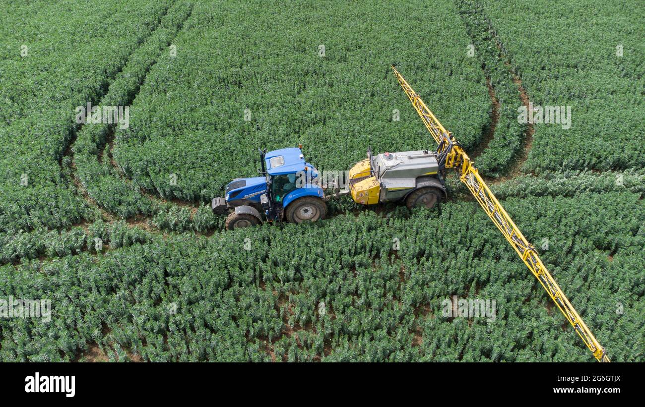 Luftbild des blauen New Holland Traktors und des Feldspritzers in einem Feld von Frühlingsbohnen Stockfoto