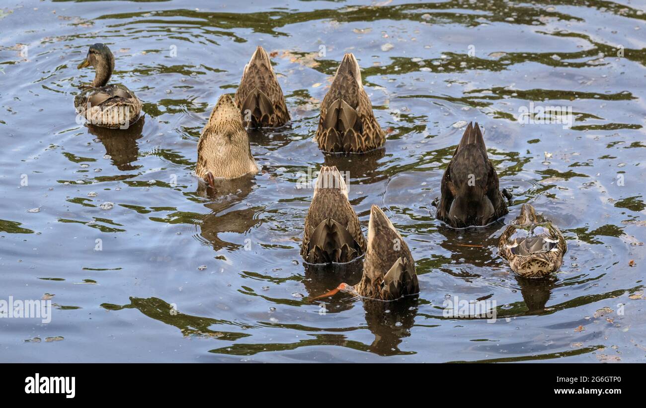 Gruppe von Stockenten, auch Wildenten, Anas platyrhynchos, Tellern und Füttern im Wasser, Deutschland Stockfoto