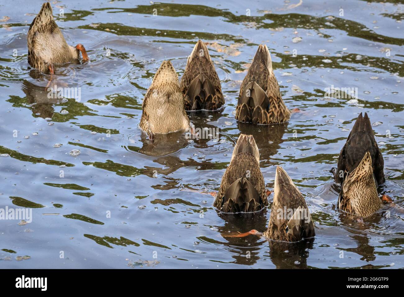 Gruppe von Stockenten, auch Wildenten, Anas platyrhynchos, Tellern und Füttern im Wasser, Deutschland Stockfoto
