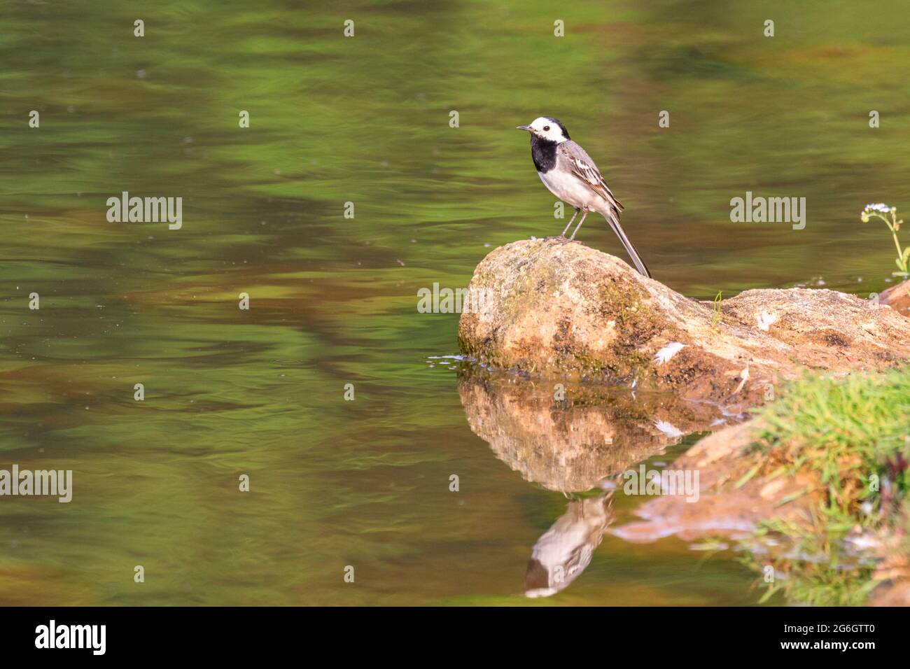 Weiße Bachstelze, auch Steinstelze, Motacilla alba alba, erwachsener Vogel, der auf einem Felsen an einem See thront, Deutschland Stockfoto