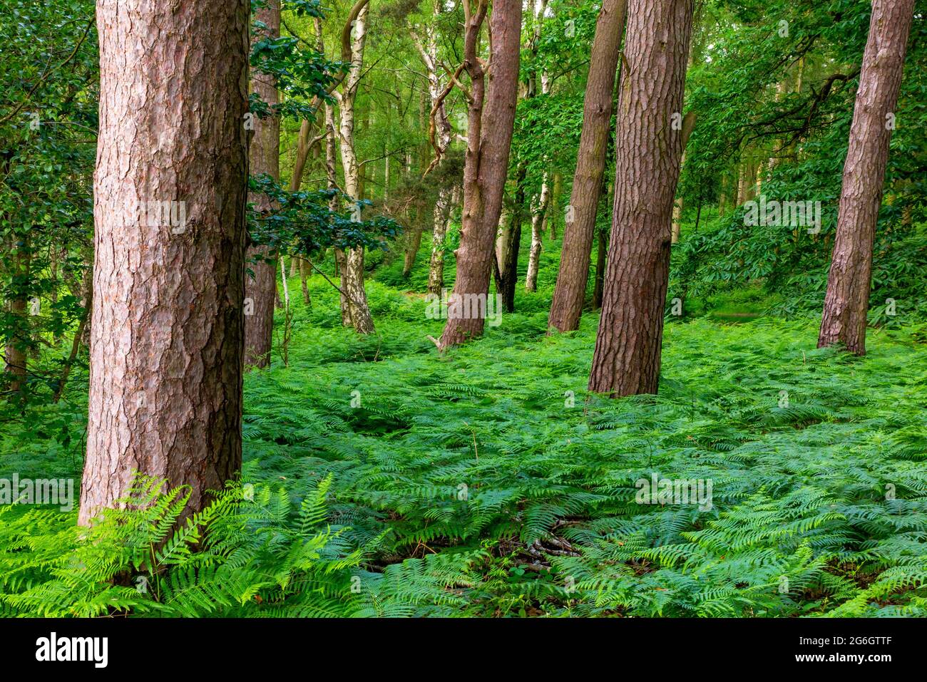 Pinien und Farne in Wäldern im Frühsommer auf Cannock Chase in Staffordshire West Midlands England Großbritannien Stockfoto