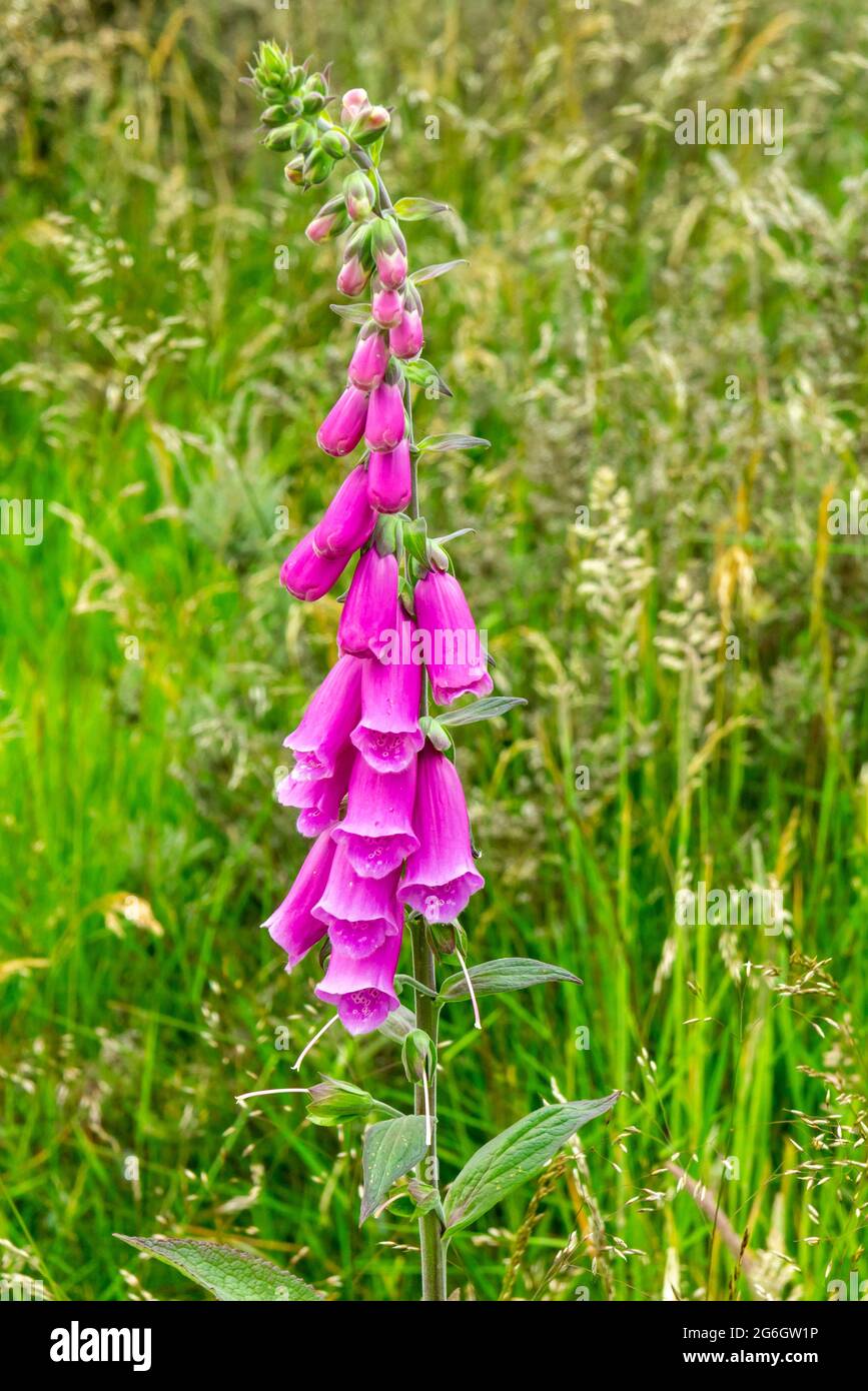 Nahaufnahme eines gewöhnlichen Fuchshandschuhs oder Digitalis purpurea eine Blume aus der Familie der Plantaginaceae, die in Europa, Asien und Afrika gefunden wird. Stockfoto