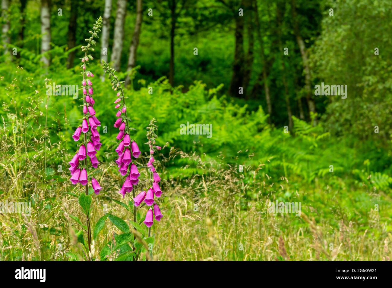 Nahaufnahme eines gewöhnlichen Fuchshandschuhs oder Digitalis purpurea eine Blume aus der Familie der Plantaginaceae, die in Europa, Asien und Afrika gefunden wird. Stockfoto