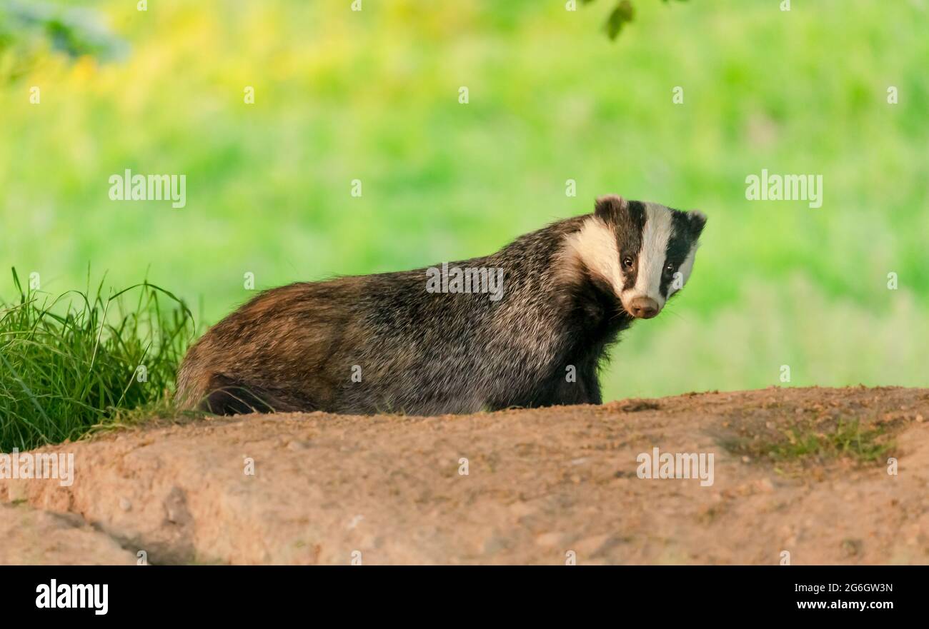 Dachs, Wissenschaftlicher Name: Meles Meles. Großer erwachsener männlicher Dachs oder Wildschwein, der den Dachsbau im Hochsommer verlässt. Nach vorne zeigen. Hintergrund bereinigen. Stockfoto