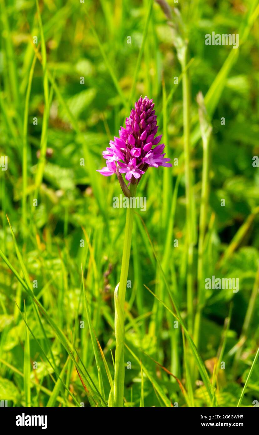 Anacamptis pyramidalis oder die Pyramidenorchidee, eine mehrjährige krautige Pflanze, die zur Gattung Anacamptis der Familie der Orchidaceae gehört. Stockfoto