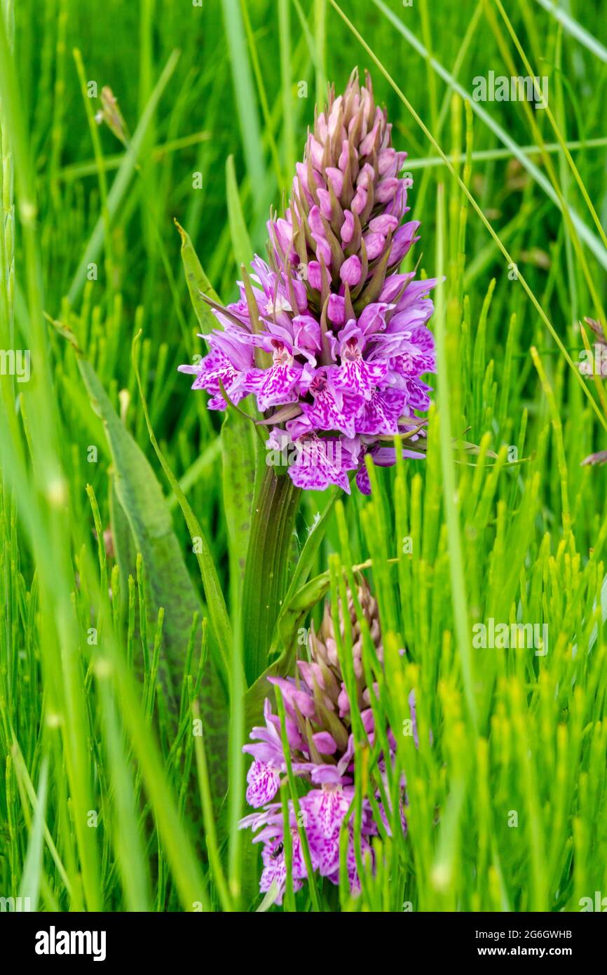 Anacamptis pyramidalis oder die Pyramidenorchidee, eine mehrjährige krautige Pflanze, die zur Gattung Anacamptis der Familie der Orchidaceae gehört. Stockfoto