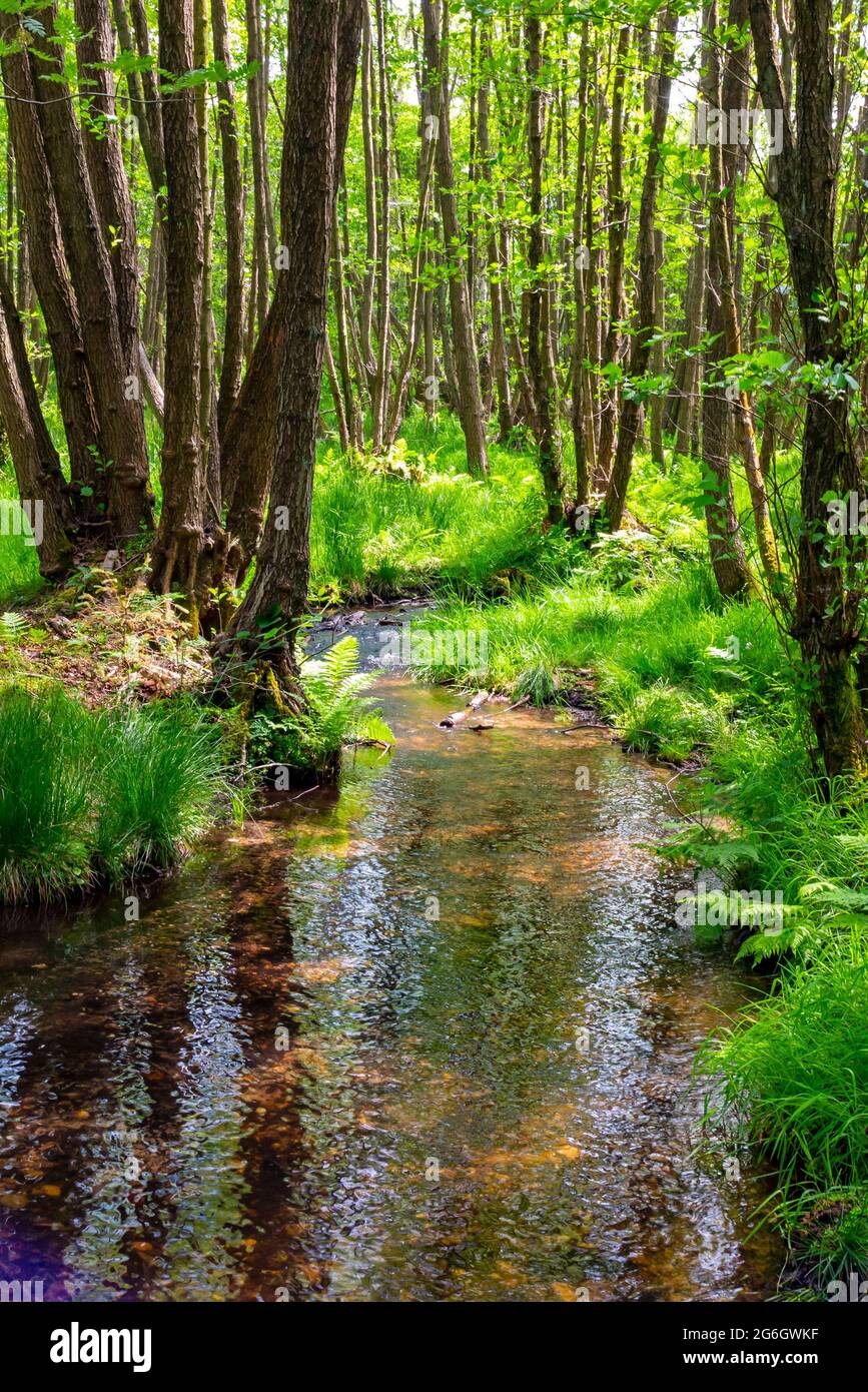 Bach und Bäume im Sommer im Sherbrook Valley Gebiet von Cannock Chase in Staffordshire West Midlands England Großbritannien Stockfoto