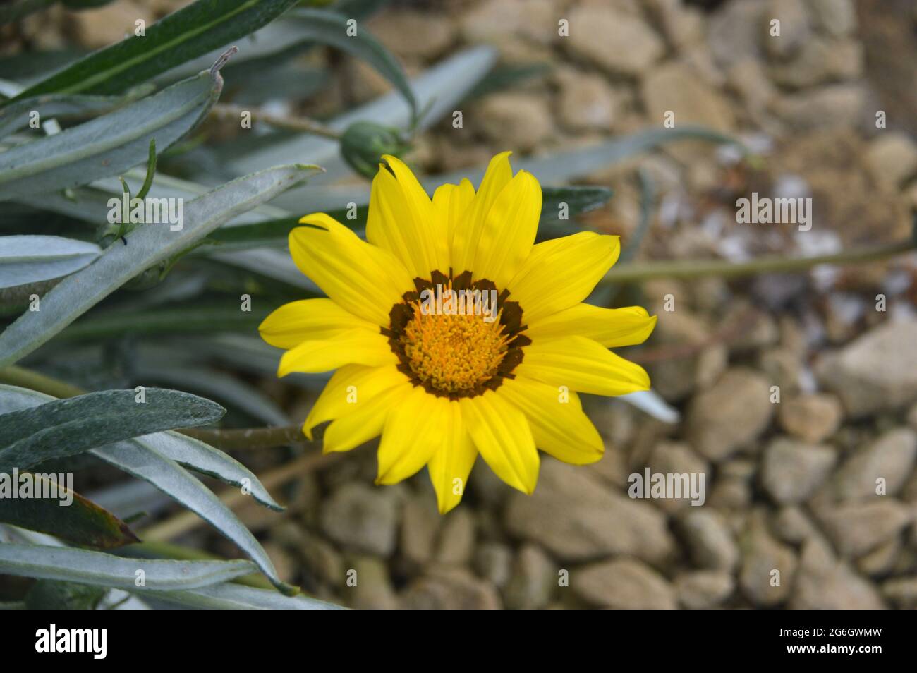 Yellow Gazania linearis 'Colorado Gold' (Schatzblume) wird im Alpenhaus im RHS Garden Harlow Carr, Harrogate, Yorkshire, England, Großbritannien, angebaut. Stockfoto