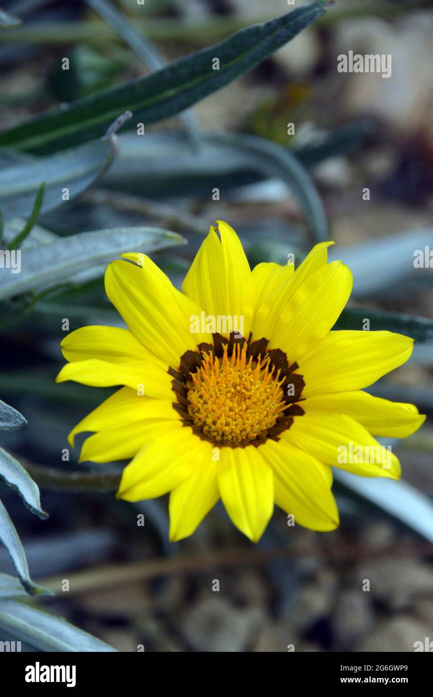 Yellow Gazania linearis 'Colorado Gold' (Schatzblume) wird im Alpenhaus im RHS Garden Harlow Carr, Harrogate, Yorkshire, England, Großbritannien, angebaut. Stockfoto