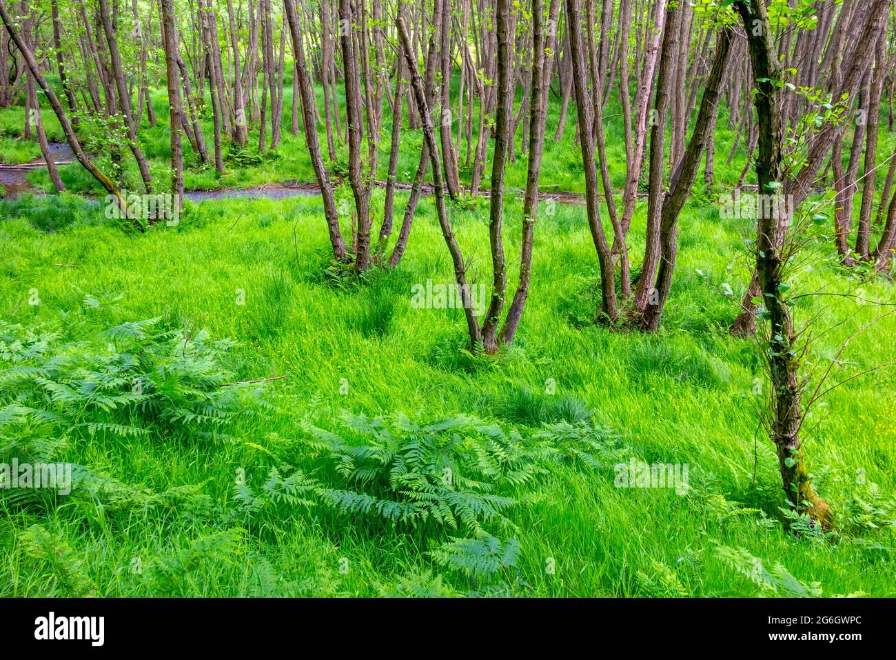 Bach und Bäume im Sommer im Sherbrook Valley Gebiet von Cannock Chase in Staffordshire West Midlands England Großbritannien Stockfoto
