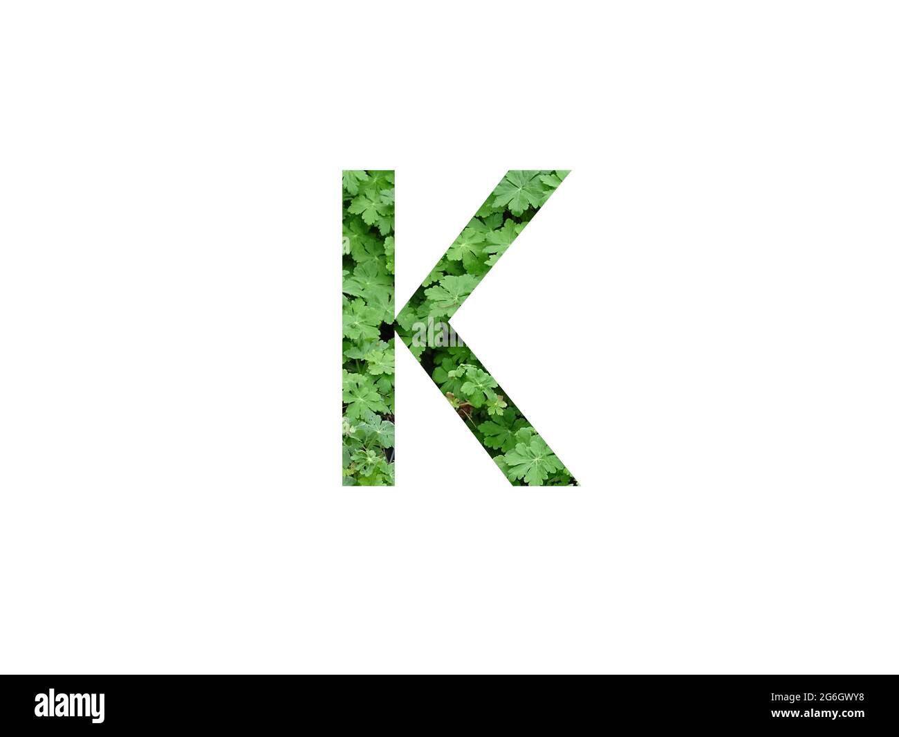 Buchstabe K des Alphabets mit grünem Blatt der Geranienpflanze, isoliert auf weißem Hintergrund Stockfoto
