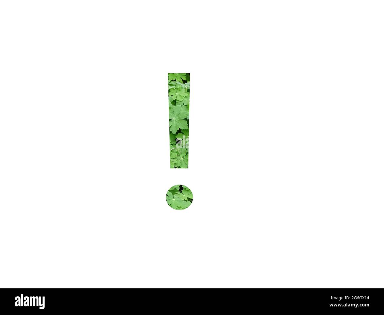 Ausrufezeichen des Alphabets mit grünem Blatt Geranienpflanze, isoliert auf weißem Hintergrund Stockfoto