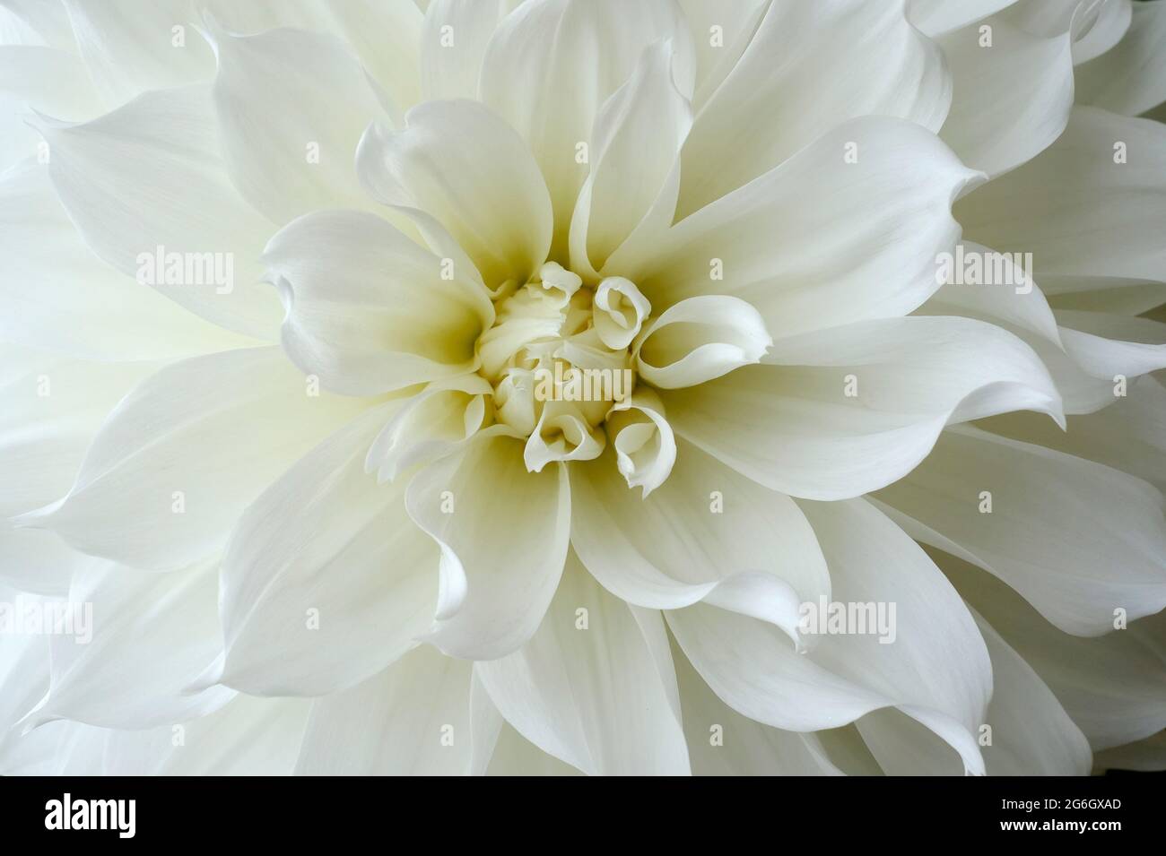 Nahaufnahme von weißen Dahlia-Blütenblättern Stockfoto