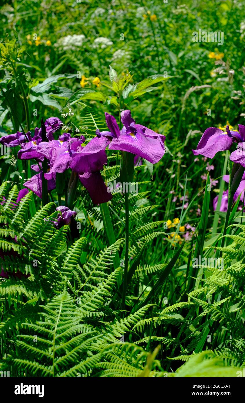 Blühende Iris mit violetter Flagge blüht im englischen Cottage Garden, norfolk, england Stockfoto
