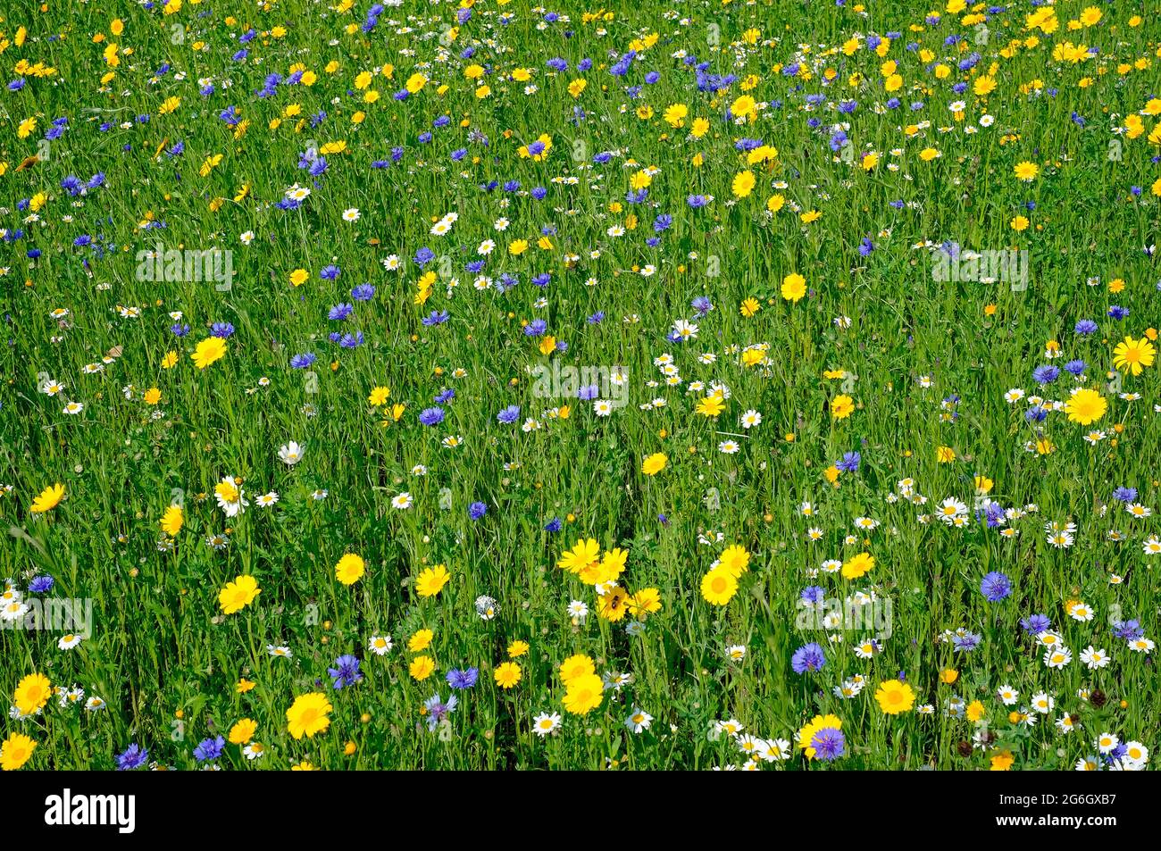 Wildblumenwiese, Nord norfolk, england Stockfoto