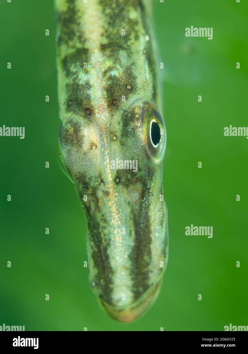 Junger Hecht (Esox lucius) sehr neugierig, Nordrhein-Westfalen, Deutschland Stockfoto