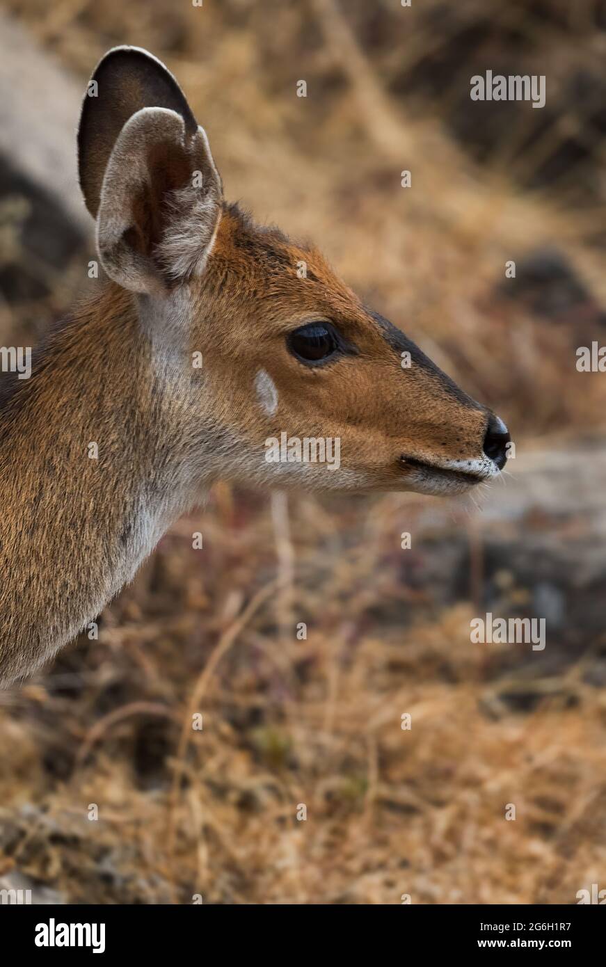 Menelik's Bushbuck - Tragelaphus scriptus meneliki, schöne schüchterne Antilope, die in äthiopischen Bergen, Bale-Bergen und Äthiopien endemisch ist. Stockfoto