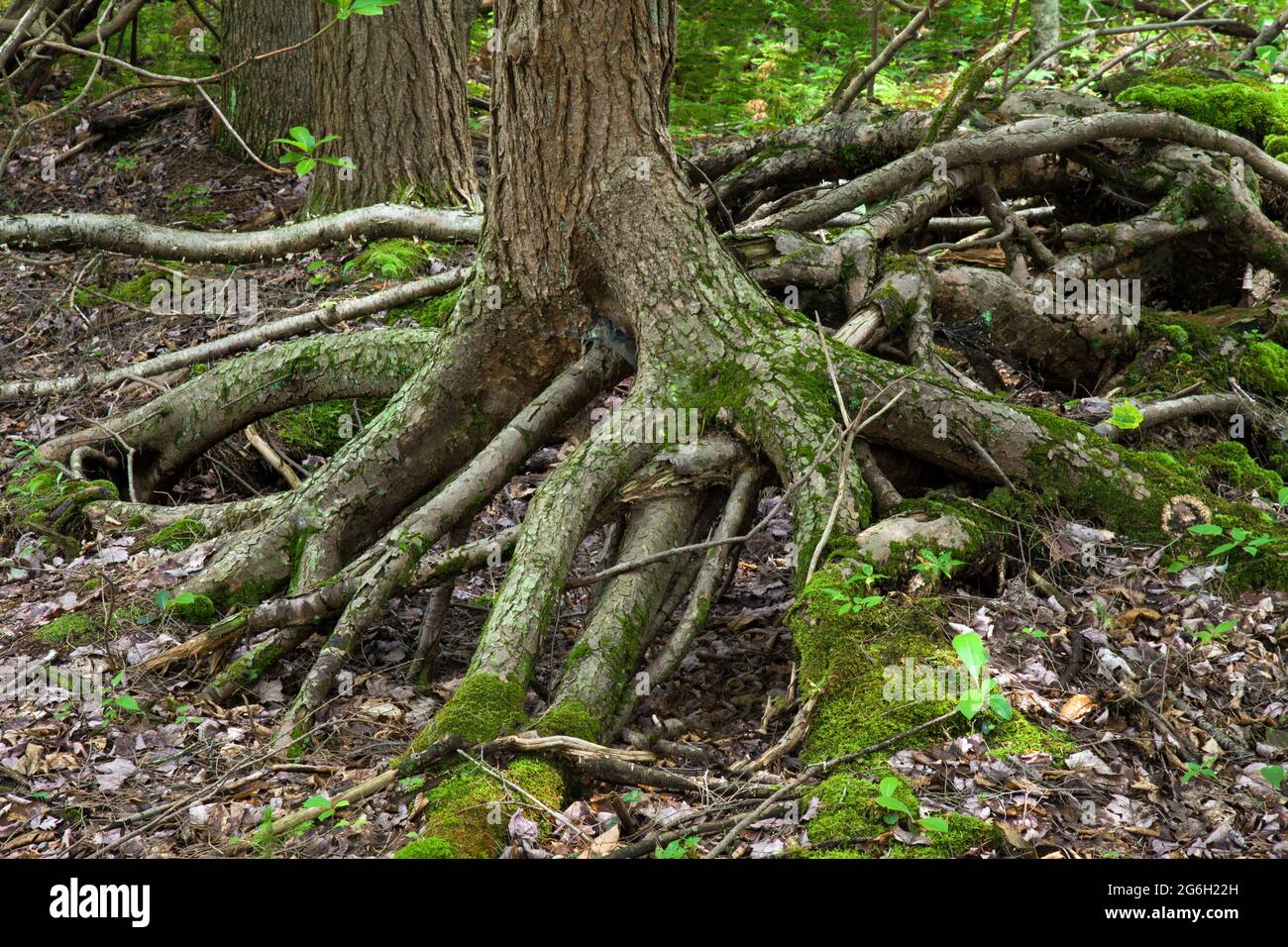 Die stelzenen Wurzeln eines östlichen Hemlockbaums. Der Baum begann auf einem gefallenen Baumstamm zu wachsen. Als der Baumstamm verrottete, ließ er die Wurzeln freiliegen. Stockfoto