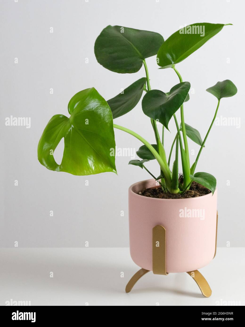 Monstera deliciosa in rosa Topf auf weißem Tisch. Startseite tropische Gartenarbeit minimalistisch trendy Konzept. Nahaufnahme Stockfoto