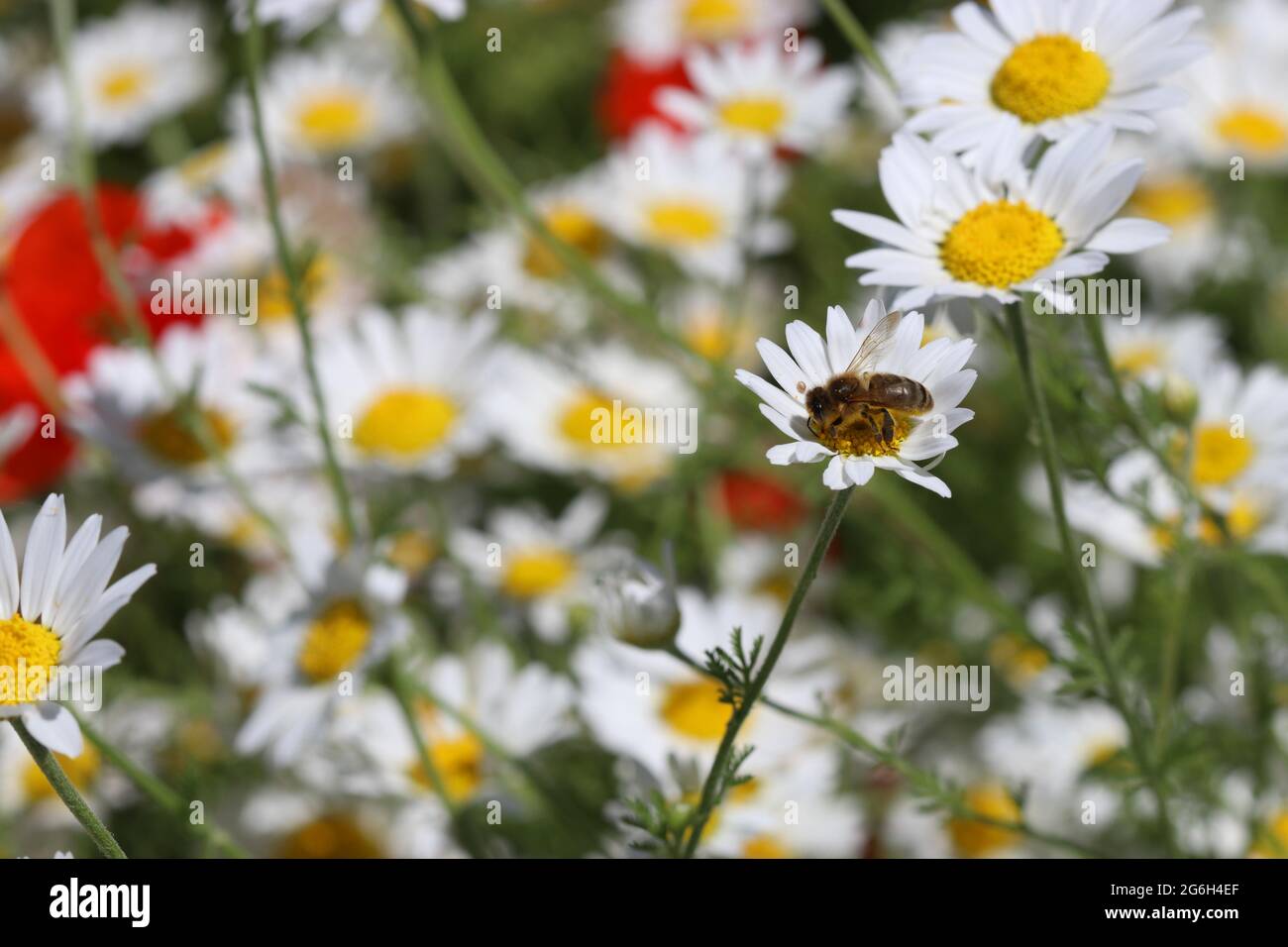 Eine Honigbiene sammelt an einem hellen sonnigen Tag Nektar aus einer Ochsenauge-Gänseblümchen. Fotografiert in einem englischen Garten im Monat Juni Stockfoto Eine Honigbiene sammelt an einem hellen sonnigen Tag Nektar aus einer Ochsenauge-Gänseblümchen. Fotografiert in einem englischen Garten im Monat Juni Stockfoto