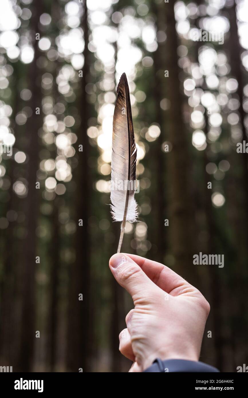 Vogelfeder in der Hand eines Mannes auf einem Waldgrund Stockfoto