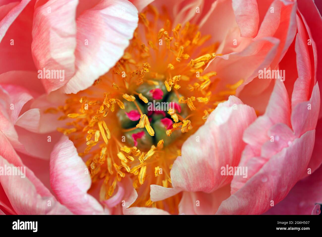 Vollformatbild des Zentrums einer Paeonia (Pfingstrose) „Coral Charm“, umgeben von rosa Blütenblättern. Fotografiert im Juni in einem englischen Garten Stockfoto