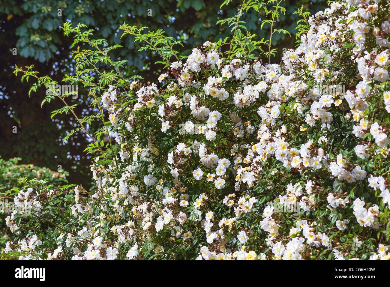 Rose Iceberg - weiße, flache, schalenförmige, mittelgroße Blüten (25-35 Blütenblätter) mit einem milden Aroma in zahlreichen Blütenständen. Stockfoto