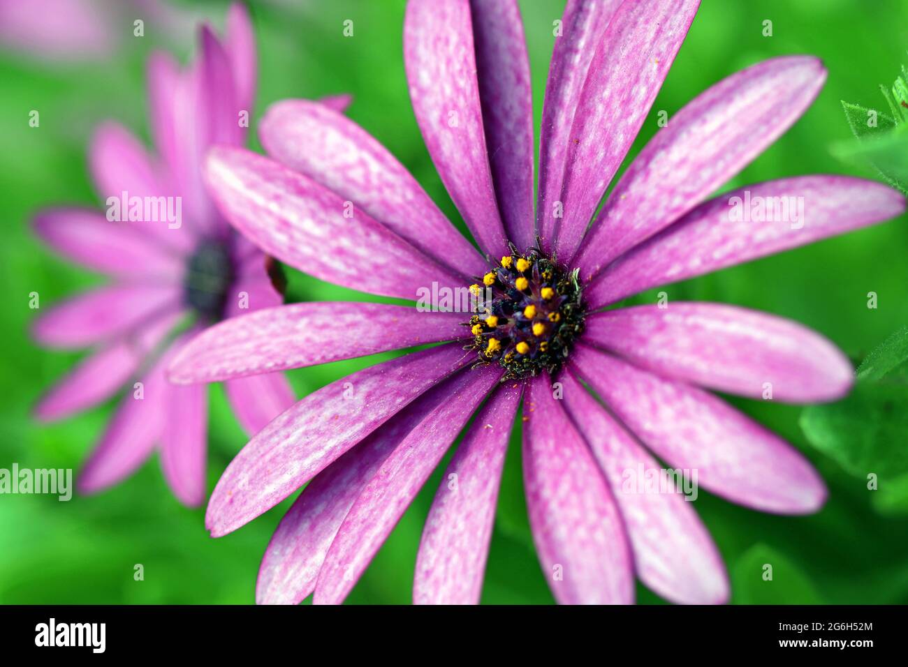 Vollformatbild einer violetten afrikanischen Daisy Osteospermum Jucundum, die die tiefviolette und gelbe Mittelscheibe winziger Blüten (Röschen) zeigt. Juni Stockfoto