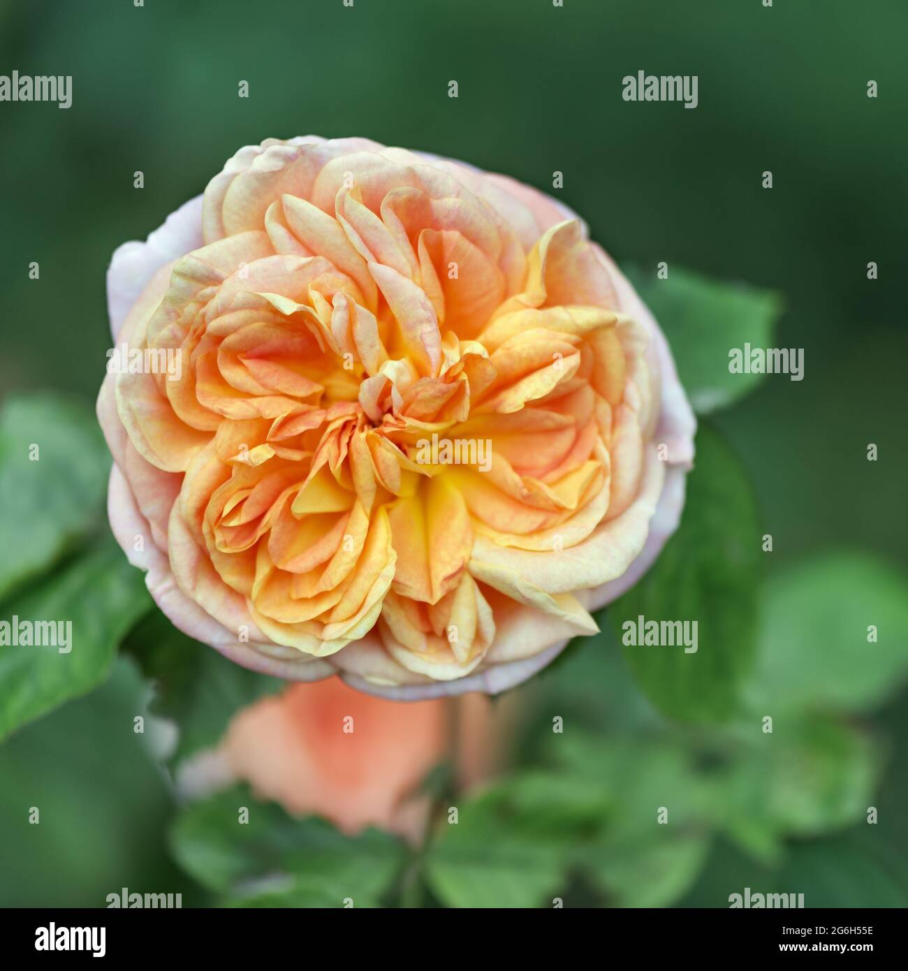 Vielzahl von englischen rosen -Fotos und -Bildmaterial in hoher Auflösung –  Alamy