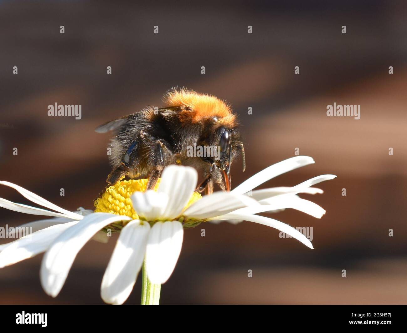Hummel auf Gänseblümchen, die ihre lange Apidae-Zunge zeigt Stockfoto