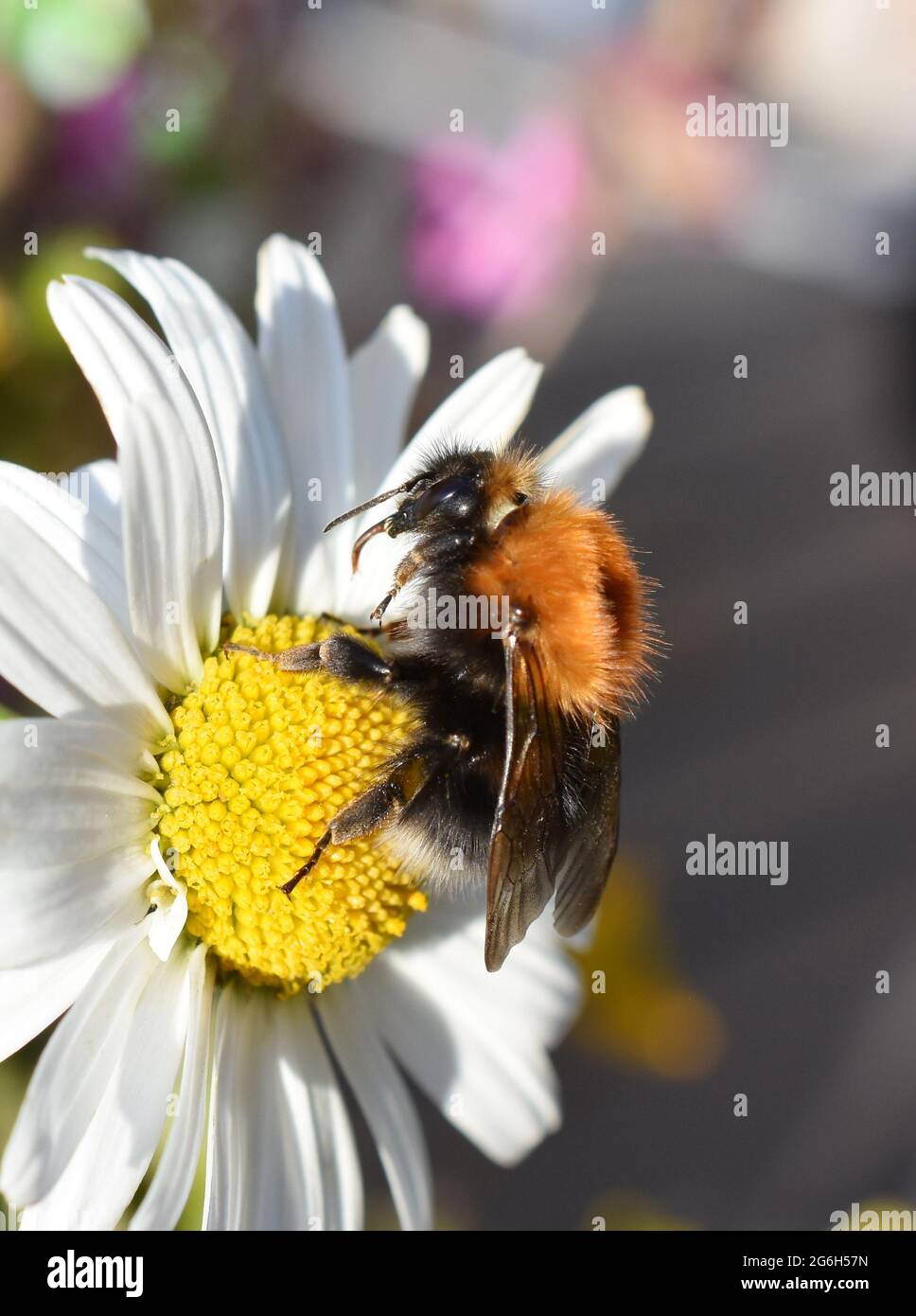 Hummel auf Gänseblümchen, die ihre lange Apidae-Zunge zeigt Stockfoto