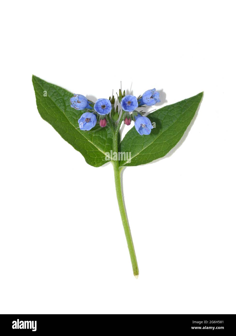 Gewöhnliches Beinwell Symphytum officinale Kraut mit blauen Blüten isoliert auf weißem Hintergrund Stockfoto