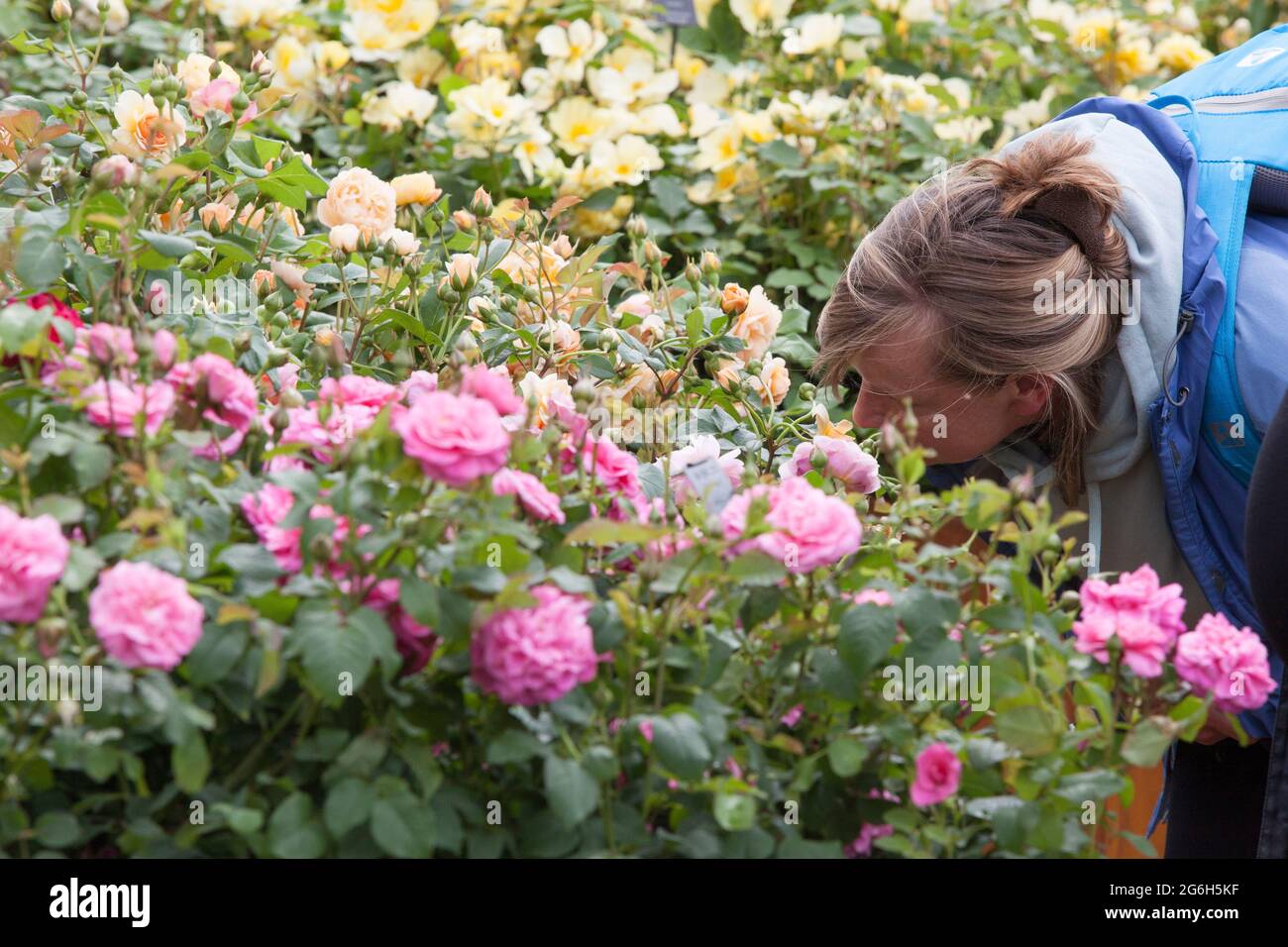 Hampton Court, Surrey, 6. Juli 2021: Stürmisches Wetter sorgte bei der RHS Hampton Court Palace Garden Show für nasse Füße, aber die Besucher blieben dank des Spaßes, die Schaugärten zu betrachten, nach Pflanzen zu kaufen und die Gespräche, Unterhaltung und Gastfreundschaft zu genießen, in guter Laune. Rachel Royse/Alamy Live News Stockfoto