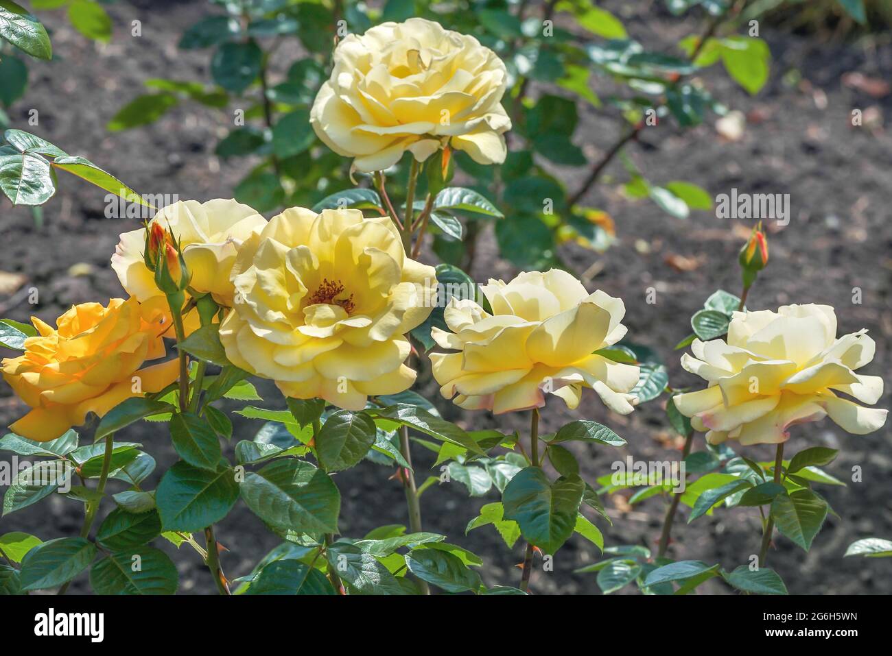 Rose 'Ladies' Laune' mit außergewöhnlicher Schönheit der leuchtend gelben Blüten. Die Blüten sind einheitlich gefärbt, doppelt, mit einem angenehm fruchtigen Aroma. Stockfoto